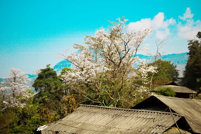 &nbsp;Tr&ecirc;n những c&aacute;nh rừng quang, &iacute;t c&acirc;y cổ thụ, lo&agrave;i hoa Ban bừng nở giữa tr&ugrave;ng tr&ugrave;ng điệp điệp n&uacute;i rừng, tỏa hương thơm ng&aacute;t, tinh khiết diệu kỳ như gọi mời du kh&aacute;ch gần xa đến tham quan, thưởng l&atilde;m.