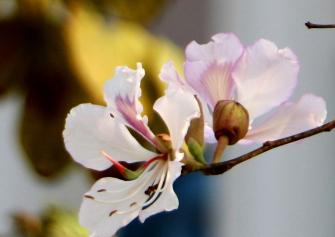 Tuyệt sắc bản l&agrave;ng ở Điện Bi&ecirc;n.