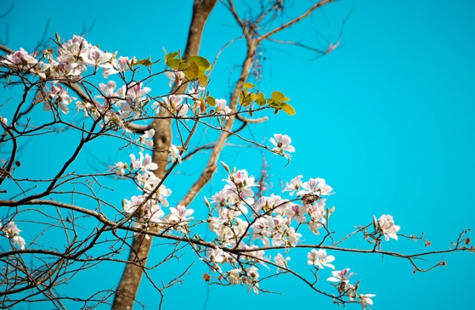 V&agrave;o m&ugrave;a Ban nở, khi đến với Điện Bi&ecirc;n, du kh&aacute;ch sẽ kh&ocirc;ng chỉ được ngắm nh&igrave;n hoa Ban khoe sắc, m&agrave; c&ograve;n được chi&ecirc;m ngưỡng c&aacute;c c&ocirc; g&aacute;i Th&aacute;i xinh đẹp b&ecirc;n suối, thưởng thức c&aacute;c m&oacute;n ăn truyền thống, h&ograve;a m&igrave;nh v&agrave;o lễ hội của đồng b&agrave;o c&aacute;c d&acirc;n tộc tr&ecirc;n mảnh đất n&agrave;y.&nbsp;