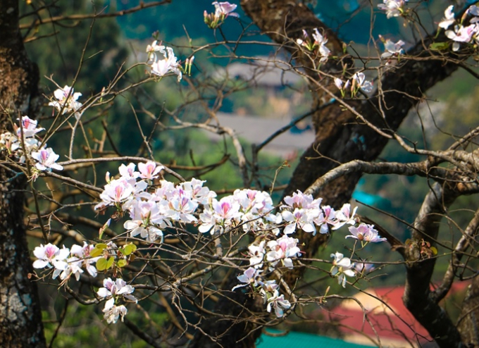 Bởi đ&acirc;y ch&iacute;nh l&agrave; thời khắc để đồng b&agrave;o cảm tạ trời đất, cầu an cầu lạc sau những những vụ m&ugrave;a &ldquo;mồ h&ocirc;i thấm mặn đất nương&rdquo;, l&agrave; dịp để cộng đồng vui hội, trai g&aacute;i trao duy&ecirc;n, để sắc m&agrave;u văn h&oacute;a ph&ocirc; diễn v&agrave; h&ograve;a quyện đầy tinh tế v&agrave;o cảnh sắc m&ugrave;a xu&acirc;n đại ng&agrave;n.