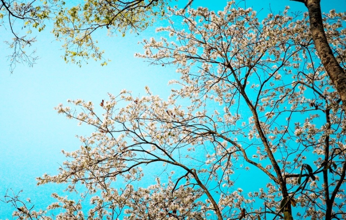 Hương sắc n&uacute;i rừng.