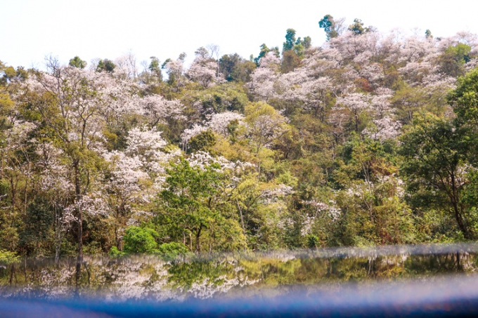 Bản l&agrave;ng Điện Bi&ecirc;n tuyệt đẹp trong sắc hoa Ban