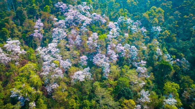 M&ugrave;a hoa ban tr&ecirc;n Điện Bi&ecirc;n nở rộ khiến lượng du kh&aacute;ch đổ về đ&acirc;y kh&ocirc;ng ngừng.