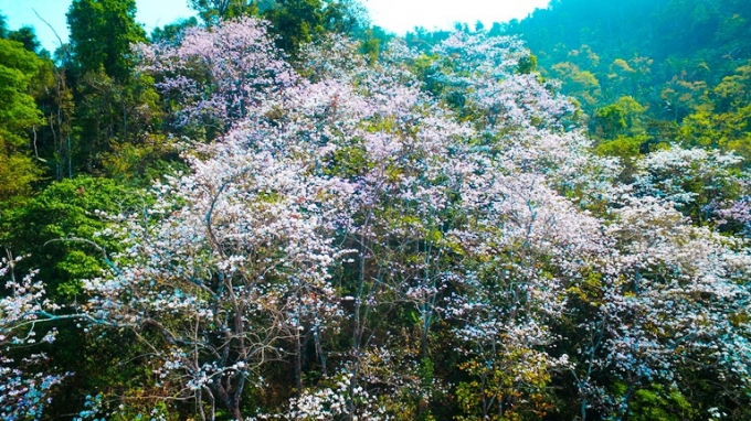 Bản l&agrave;ng Điện Bi&ecirc;n tuyệt đẹp trong sắc hoa Ban