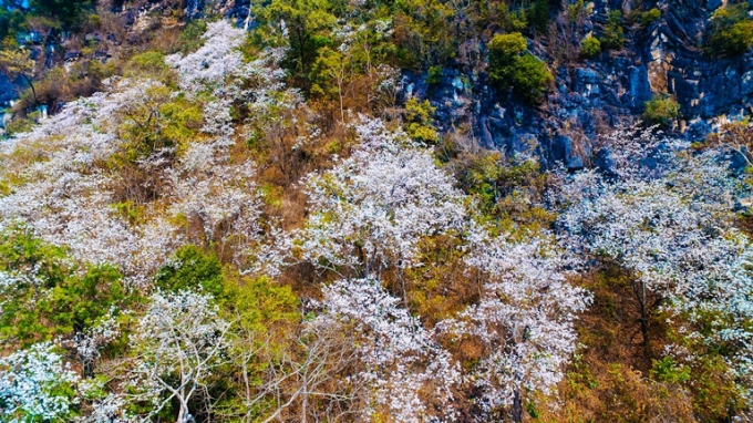 Bản l&agrave;ng Điện Bi&ecirc;n tuyệt đẹp trong sắc hoa Ban