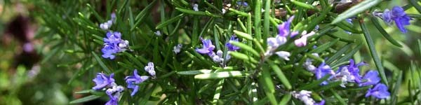 Hương thảo (Rosemary)