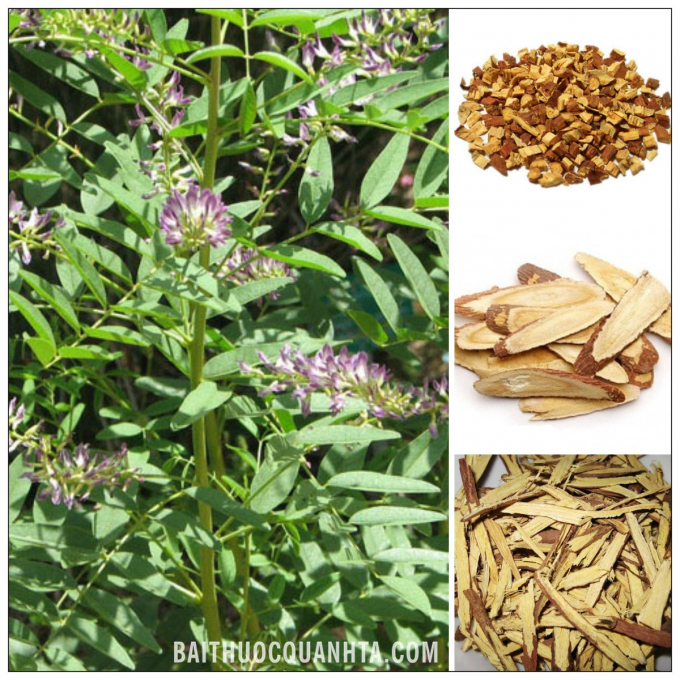 Cam thảo (Glycyrrhiza Glabra)
