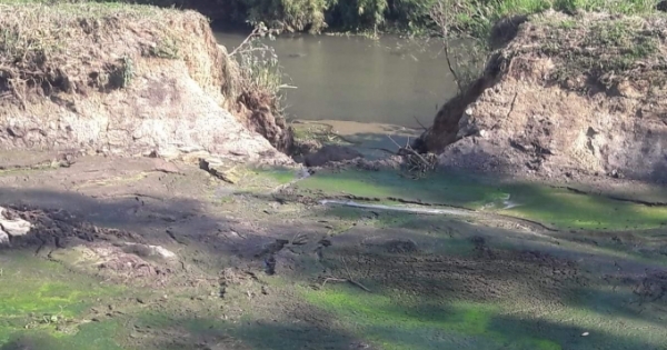 Cá chết trắng sông Krông Năng, Sở TNMT kiểm tra gấp Nhà máy tinh bột sắn sau phản ánh của Pháp luật Plus