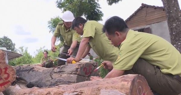 Vụ trùm gỗ lậu Phượng "râu": Chưa phát hiện công an vi phạm