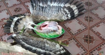 Xác minh hình ảnh anh em nhà "Tam Mao" làm thịt chim quý