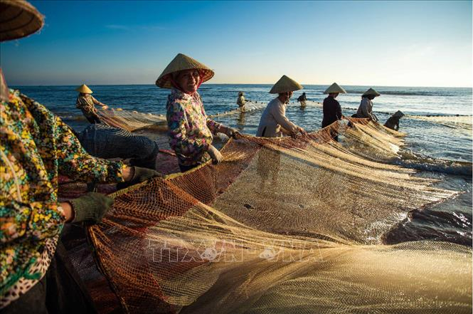 Phụ nữ tham gia k&eacute;o r&ugrave;ng - một loại h&igrave;nh nghề biển d&ugrave;ng lưới bắt c&aacute; gần bờ với sự tham gia của rất nhiều người v&agrave;o buổi s&aacute;ng sớm tại v&ugrave;ng biển Quảng Xương (Thanh H&oacute;a). Ảnh: Trọng Đạt/TTXVN