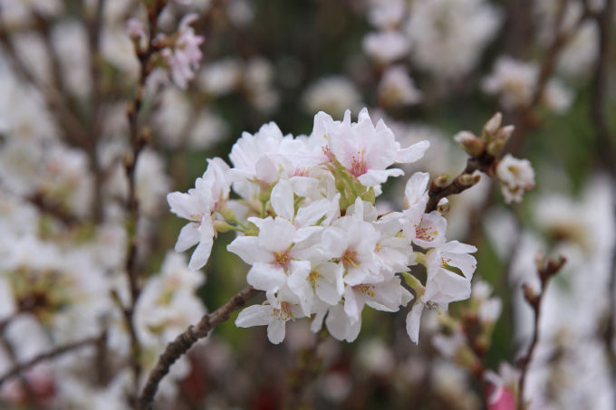 Đ&acirc;y l&agrave; năm thứ 7 li&ecirc;n tiếp tỉnh Quảng Ninh phối hợp c&ugrave;ng với Hiệp hội Văn h&oacute;a quốc tế Nhật Bản tổ chức Lễ hội hoa Anh Đ&agrave;o.&nbsp;