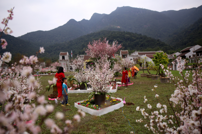 Rực rỡ sắc hoa Anh Đ&agrave;o giữa n&uacute;i rừng Y&ecirc;n Tử