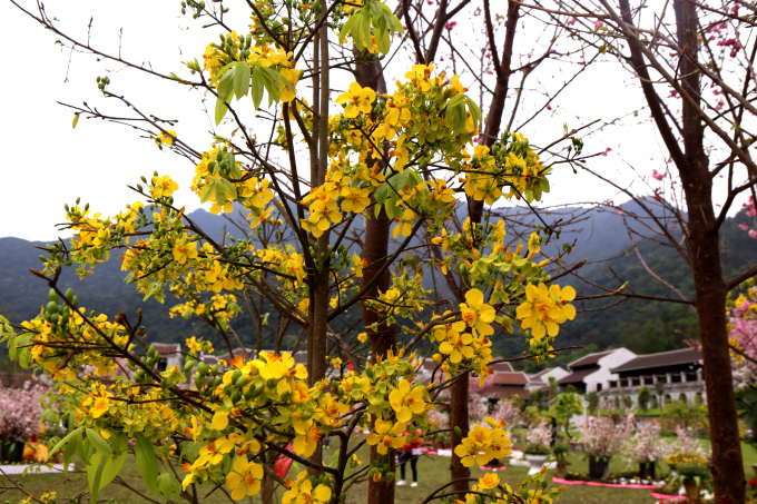 Mai v&agrave;ng Y&ecirc;n Tử