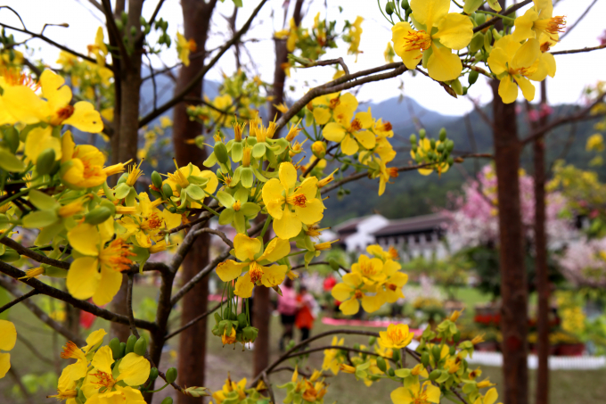 Lễ hội hoa Anh Đ&agrave;o - Mai v&agrave;ng Y&ecirc;n Tử năm 2019 sẽ k&eacute;o d&agrave;i đến hết ng&agrave;y 17/3/2019.&nbsp;