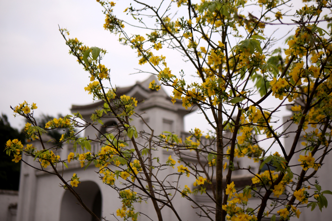 Đ&acirc;y l&agrave; hoạt động giao lưu văn h&oacute;a, du lịch giữa Quảng Ninh v&agrave; Nhật Bản, từ đ&oacute; tăng cường mối quan hệ hữu nghị hợp t&aacute;c giữa Việt Nam v&agrave; đất nước mặt trời mọc.