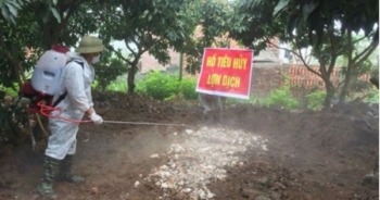 Nỗ lực ngăn chặn dịch tả lợn châu Phi phát tán