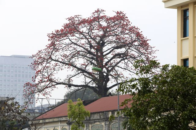 Th&acirc;n c&acirc;y thẳng, l&aacute; rụng vào m&ugrave;a đ&ocirc;ng, hoa c&oacute; 5 c&aacute;nh nở vào m&ugrave;a xu&acirc;n trước khi c&acirc;y ra lá non. Tr&ecirc;n đường phố, từ xa cũng rất dễ quan sát thấy c&acirc;y gạo.