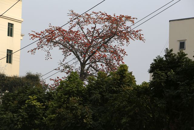 C&acirc;y gạo với chiều cao vượt tr&ocirc;̣i.