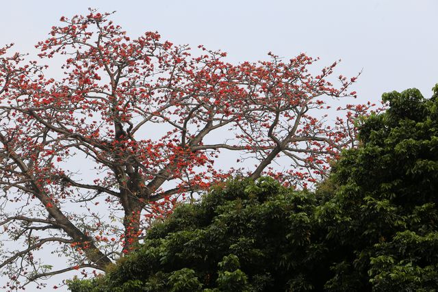 H&agrave; Nội thơ m&ocirc;̣ng trong sắc đỏ hoa gạo