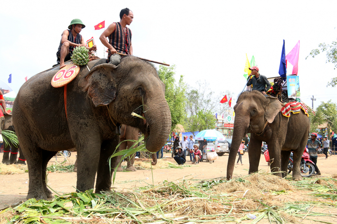 Sau những phần tr&igrave;nh diễn, những ch&uacute; voi rất th&iacute;ch được nhấm nh&aacute;p m&oacute;n ăn ưu th&iacute;ch của m&igrave;nh l&agrave; m&iacute;a chuối.