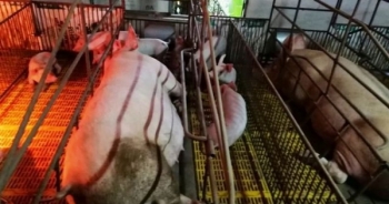 Dịch tả lợn châu Phi đã lan ra 17 tỉnh, thành phố của Việt Nam