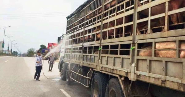 Nghệ An phát hiện ổ dịch tả lợn Châu Phi đầu tiên