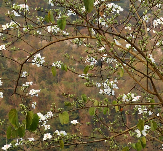 Th&aacute;ng 3, thời điểm những c&aacute;nh rừng ban bung nở trắng x&oacute;a khắp n&uacute;i rừng T&acirc;y Bắc, du kh&aacute;ch l&ecirc;n đ&egrave;o Pha Đin kh&ocirc;ng chỉ được chi&ecirc;m ngưỡng cảnh n&uacute;i non h&ugrave;ng vĩ, tr&ugrave;ng tr&ugrave;ng điệp điệp m&agrave; con ngắm những c&aacute;nh rừng ban nở&nbsp;đẹp qu&ecirc;n cả lối về.