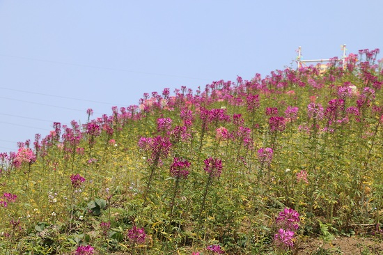 Những vườn hoa tr&ecirc;n đỉnh đ&egrave;o bung nở c&agrave;ng t&ocirc; th&ecirc;m cảnh sắc tươi đẹp nơi n&uacute;i rừng T&acirc;y Bắc
