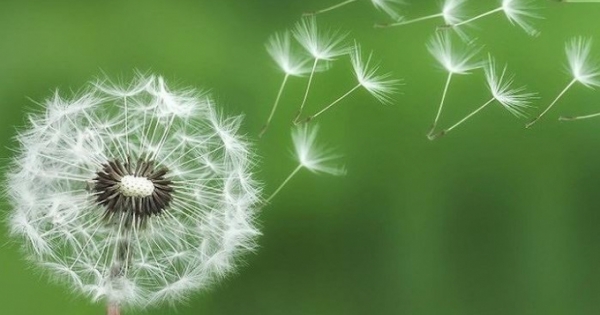 Bồ công anh trước gió