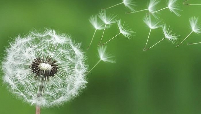 Bồ c&ocirc;ng anh trước gi&oacute;