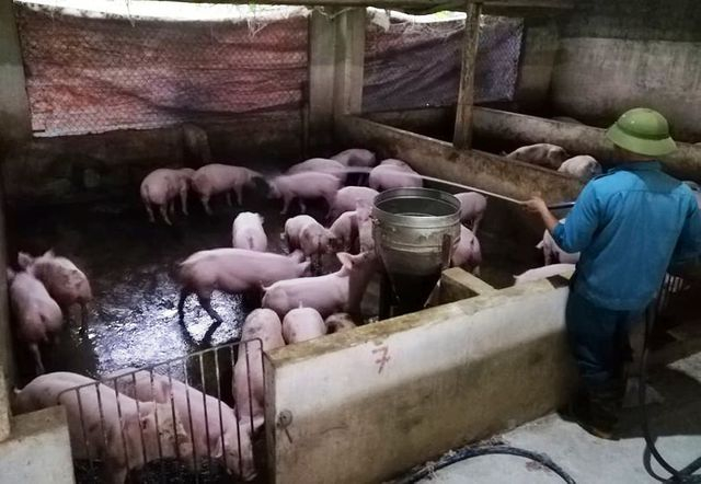 T&iacute;nh đến thời điểm hiện tại, tr&ecirc;n địa b&agrave;n tỉnh Nghệ An đ&atilde; xuất hiện 2 ổ dịch tả lợn ch&acirc;u phi .