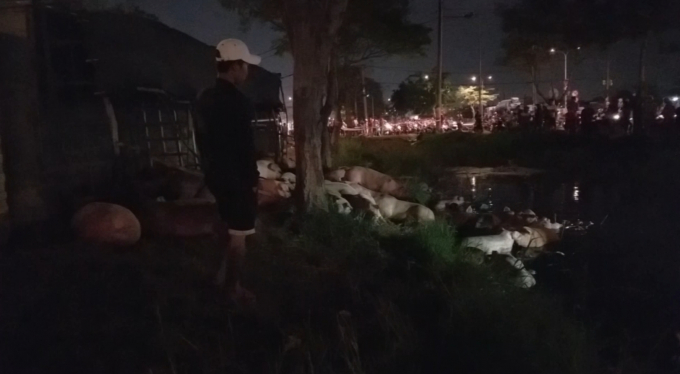 Một số con heo đ&atilde; chết do ngộp nước (Ảnh: Nguyễn Hảo)