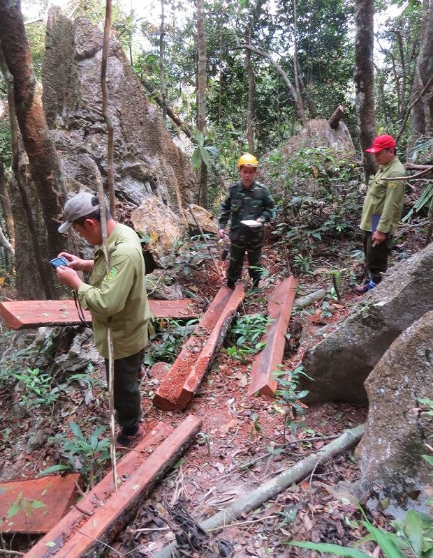 Lực lượng kiểm l&acirc;m VQG Phong Nha &ndash; Kẻ B&agrave;ng kiểm tra một điểm l&acirc;m tặc triệt ha gỗ mun.