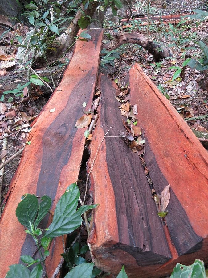 Một hiện trường kh&aacute;c ở tiểu khu 650 trong rừng Phong Nha.