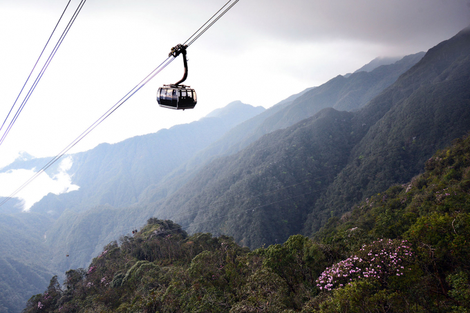 hoa đỗ quy&ecirc;n.