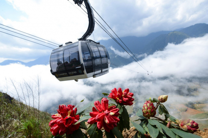 H&igrave;nh ảnh hoa đỗ quy&ecirc;n tr&ecirc;n đỉnh&nbsp;Fansipan.