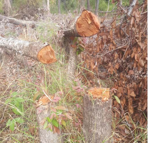 Hiện trường vụ ph&aacute; rừng.