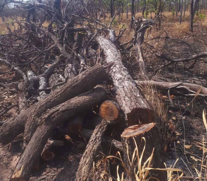 Nhiều c&acirc;y được xếp th&agrave;nh đống sau khi chặt hạ.