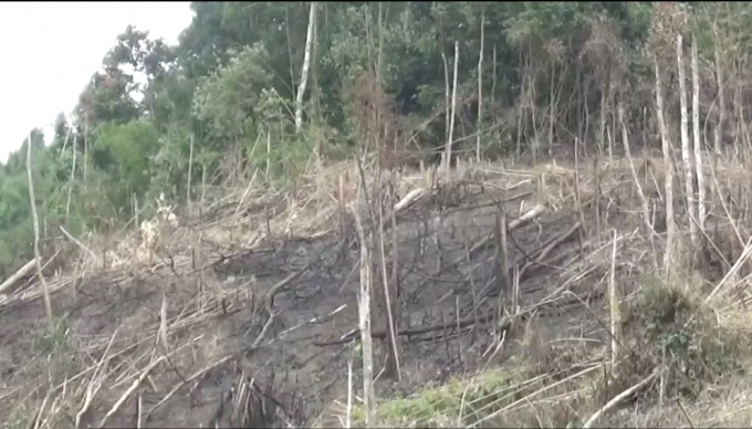 Vị tr&iacute; rừng bị ph&aacute; do BQL r&ugrave;ng ph&ograve;ng hộ Q&ugrave;y Ch&acirc;u quản l&yacute;.