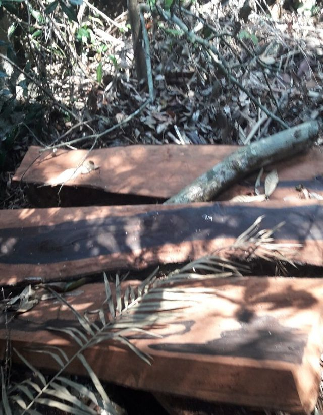 Gỗ bị chặt ph&aacute; trong VQG Phong Nha - Kẻ B&agrave;ng