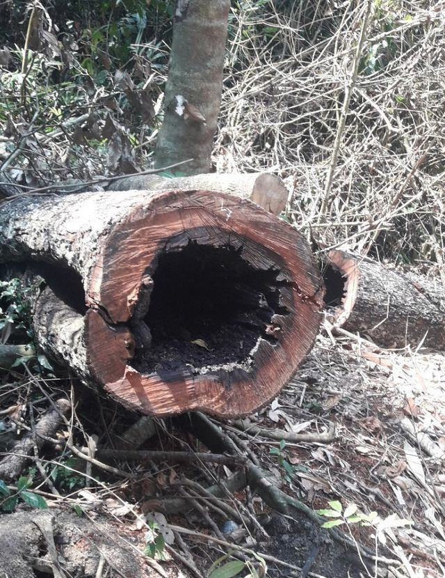 Đ&atilde; c&oacute; 66 c&acirc;y gỗ bị đốn hạ bằng cưa xăng