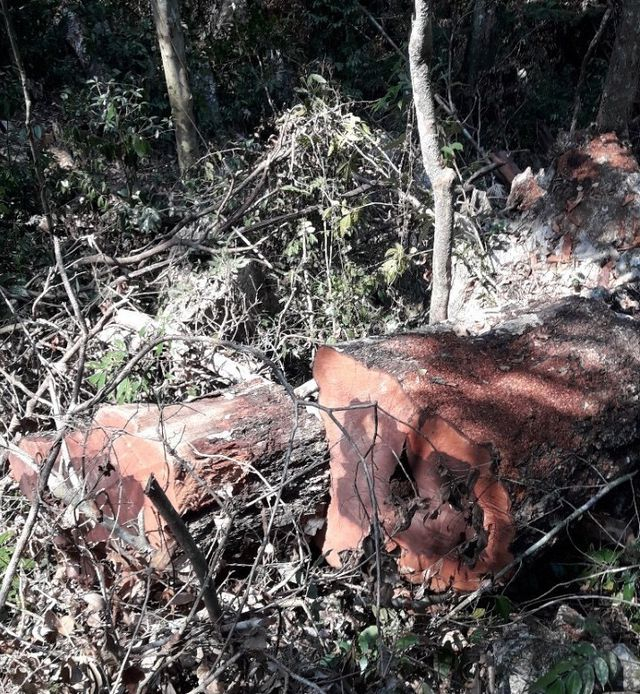 Đo&agrave;n li&ecirc;n ng&agrave;nh của tỉnh Quảng B&igrave;nh mới đ&acirc;y đ&atilde; tiến h&agrave;nh kiểm tra v&agrave; bước đầu cho thấy khối lượng gỗ khai th&aacute;c tr&aacute;i ph&eacute;p đo được tại hiện trường l&agrave; hơn 100m3.