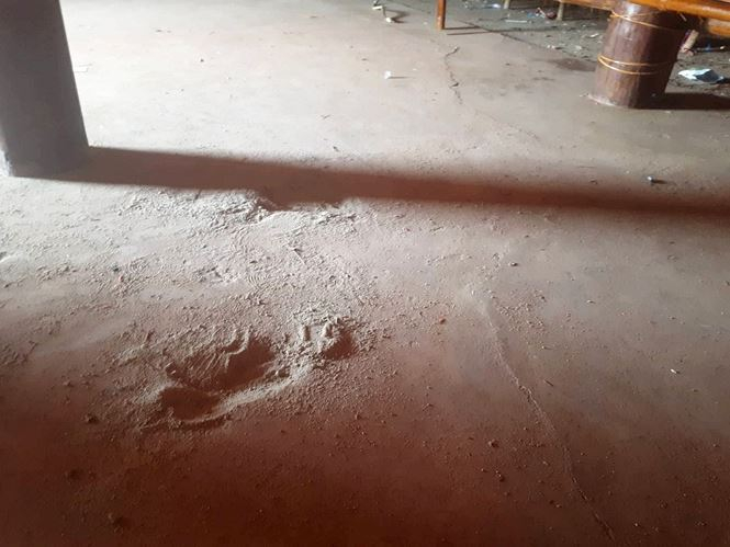 Nền nh&agrave; l&agrave;m bằng xi măng nhưng dễ d&agrave;ng b&oacute;c mề mặt