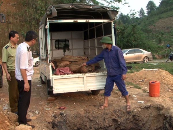 Cục QLTT L&agrave;o Cai ti&ecirc;u hủy c&aacute; tầm nhập lậu.