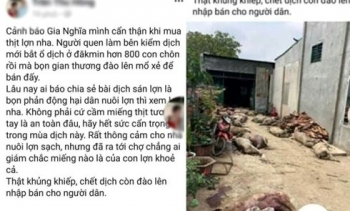 Tung tin sai việc hàng trăm con lợn dịch đào lên mổ bán, cô gái bị phạt 10 triệu đồng