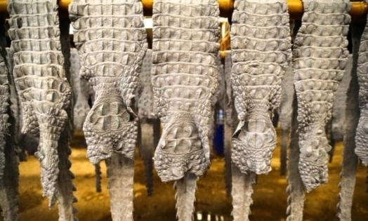 Thâm nhập thị trường da cá sấu giả