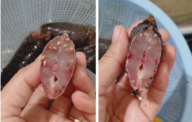 Cận cảnh h&igrave;nh ảnh được cho l&agrave; s&aacute;n b&ograve; l&uacute;c nh&uacute;c ở c&aacute;. Ảnh: Internet