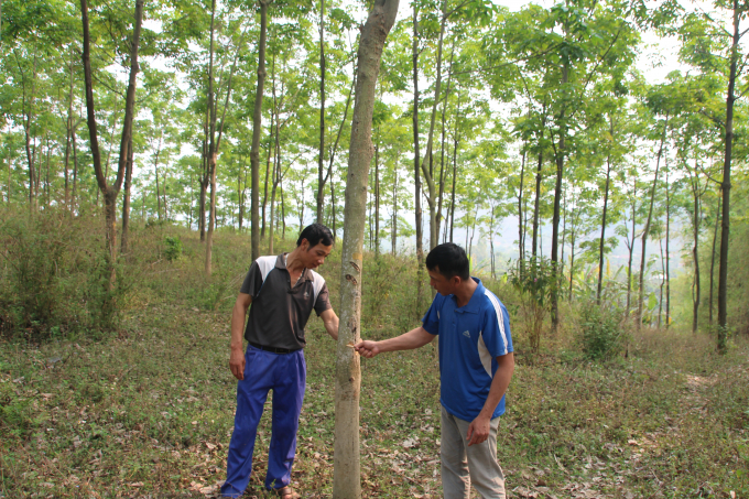 Người d&acirc;n trồng cao su tại bản Củ Pe, x&atilde; Mường Bon, Mai Sơn kh&ocirc;ng c&ograve;n mặn m&agrave; với c&acirc;y cao su.
