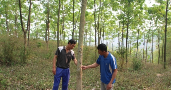 Sơn La: Trồng cao su được 10 năm, công ty mới "rục rịch" ký hợp đồng góp đất?